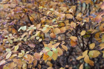 A close-up of a shrub with vibrant golden and yellow leaves, showcasing the warm and rich colors of the autumn season