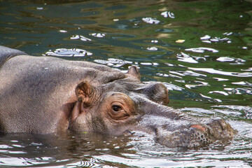 Kaliningrad Zoo. Hippo swims in pool. Head of hippopotamus above surface of water. Big beautiful...