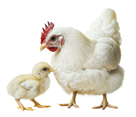 White chicken and baby chick isolated on a transparent background