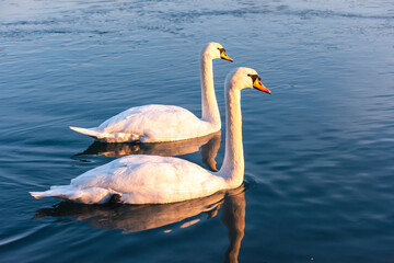 mute swan cygnus olor, on the lake, close up, portrait 