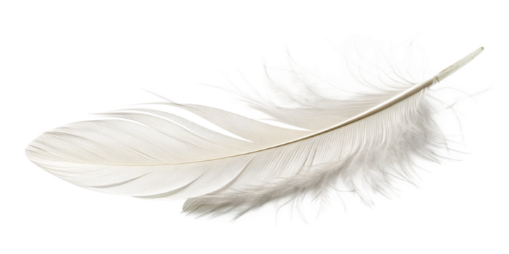 A Single Goose Quill on a Crisp White Surface