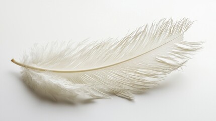 A single white feather lies flat, showcasing its soft edges and subtle details, illuminated by gentle natural light in a serene setting