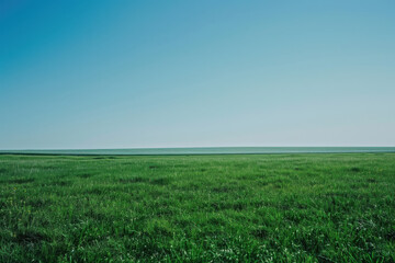 Fototapeta premium horizontal image of a green landscape, field of grass and clear blue sky