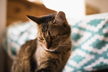 Adorable, gray, striped, young cat close up portrait