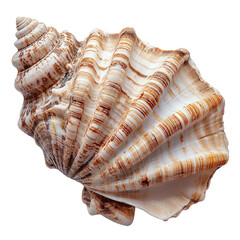 beautiful seashell transparent background