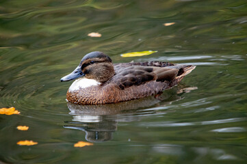 Stockente schwimmt durch herbstliche Blätter