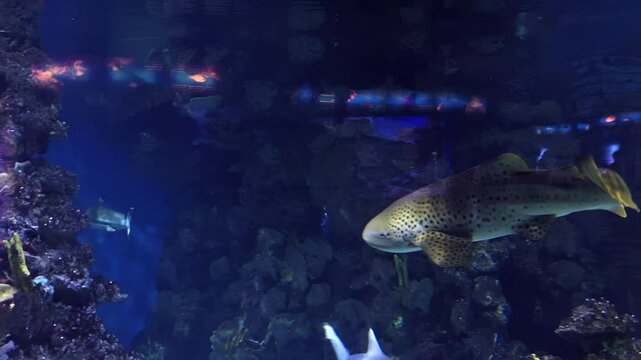 Graceful leopard shark gliding in vibrant aquarium with diverse marine life