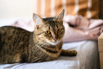 Adorable, gray, striped, young cat close up portrait