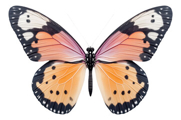 PNG Colorful butterfly with detailed wings