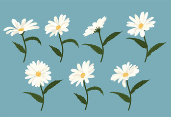 Daisy flower background.Eps 10 vector.
