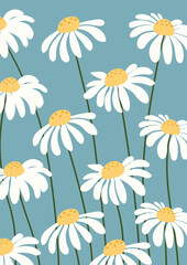 Daisy flower background.Eps 10 vector.