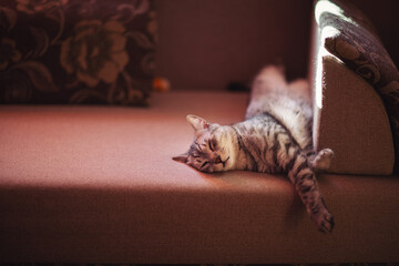 Fototapeta na wymiar striped sad cat lies at home on a sofa with frightened eyes. Pet disease. A sick and depressed kitten. Vet, veterinary clinic and veterinarian medicine for pets cats, animal children healthcare
