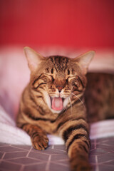 Big Bengal cat sleep. Rosetted Bengal Cat Laying on bed with a red background. Brown spotted tabby color. Shorthaired cat, feline litter. The concept of domestic animals, animal caring.