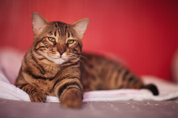 Big Bengal cat sleep. Rosetted Bengal Cat Laying on bed with a red background. Brown spotted tabby color. Shorthaired cat, feline litter. The concept of domestic animals, animal caring.