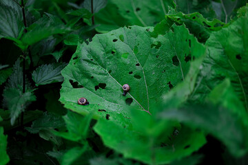 Two little snails feeding on a big leaf with blurry foreground