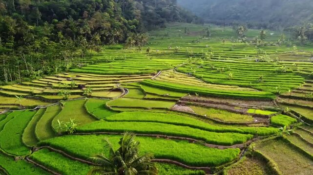 aerial panorama of agrarian rice fields landscape in the village of Central Java, like a terraced rice fields ubud Bali ASIA Indonesia