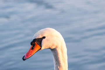 mute swan cygnus olor, on the lake, close up, portrait 