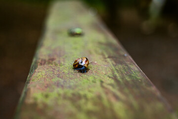 Small slug with orange shell on mossy wooden plank with blurry background