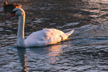 mute swan cygnus olor, on the lake, close up, portrait 