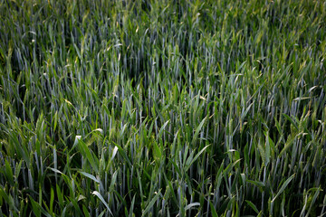 Obraz premium Green growing wheat field background texture