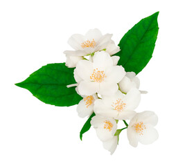 Fototapeta premium Jasmine flowers isolated on a white background, top view