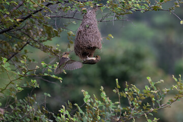 Two small, vibrant baya weaverbirds are  flying around a large woven nest hanging from a tree branch. Th birds wings are spread wide. The nest is made of dried grass and twigs. Th background blurred