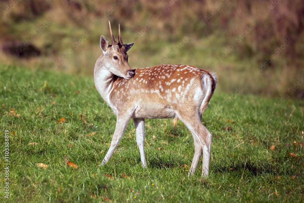Poster a close image of a young fallow deer buck. he has his head turned as he licks the fur on his back. t