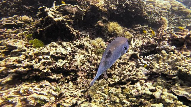 A blue stellate pufferfish (Arothron stellatus) swims over a vibrant coral reef. The scene captures the details of marine life and the vibrant colors of the reef, evoking a sense of awe. Follow shot.