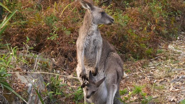 A mother kangaroo holds a joey in her pouch and stands chewing grass among shrubs