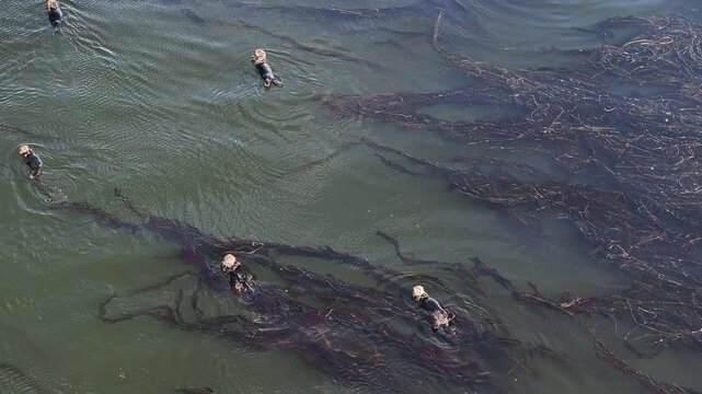 Aerial view of a group of otters swimming among kelp in a serene marine environment, Unalaska, United States.