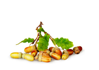 Acorns and oak leaves isolated on a white background, contour