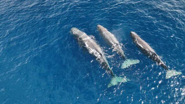 Aerial view of a pod of majestic sperm whales swimming in the deep blue ocean, Baja California Sur, Mexico.