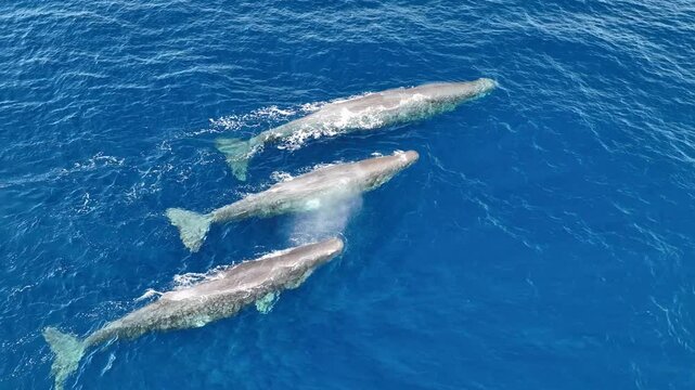 Aerial view of sperm whales swimming in the beautiful blue ocean, Baja California Sur, Mexico.