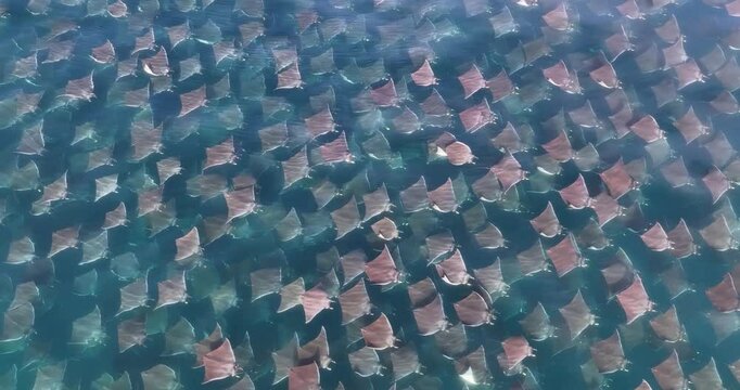 Aerial view of rays jumping in beautiful blue water, Baja California Sur, Mexico.