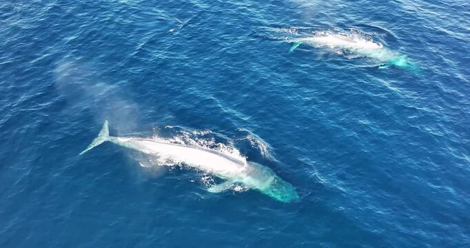 Aerial view of blue whales swimming in the ocean, Baja California Sur, Mexico.