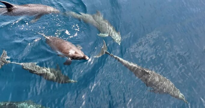 Aerial view of dolphins swimming in the beautiful blue ocean with waves, Baja California Sur, Mexico.