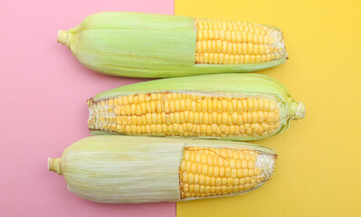 Three half peeled yellow corn isolated on yellow and pink pastel background. Fresh an ear of corn with green leaves