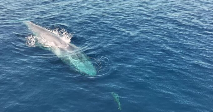 Aerial view of blue whale swimming in the tranquil ocean, Baja California Sur, Mexico.