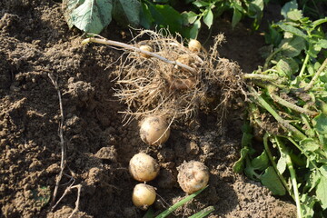 excavate crop of potatoes, Fresh sweet potatoes from the field harvesting sweet potatoes, Potatoes in a wooden box with a green background, 