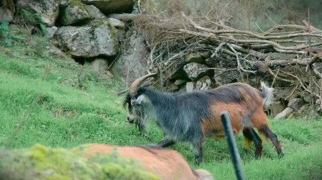 goat feeds on grass in the mountains of geres
