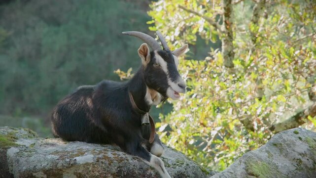 goat chewing while resting on a rock in mizarela northern portugal