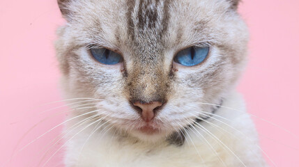 Close up of a white cat's face with blue eyes on a pink background