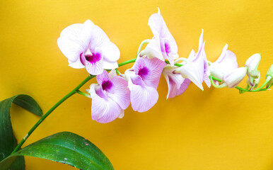 Larat Orchid orchid, Dendrobium Bigibbum has large purple flowers isolated on yellow background