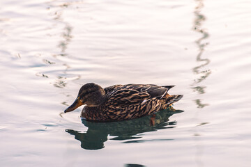 duck on the water, lake, alone, 