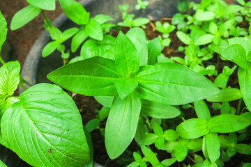 Zinnia flower nursery, zinnia plants grow well in pots