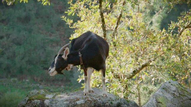goat scratching her ears with her paw in mizarela portugal