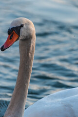mute swan cygnus olor, on the lake, close up, portrait 
