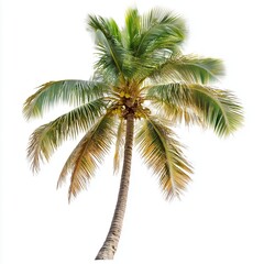 Tall palm tree swaying gently in the tropical breeze against a bright white background during a sunny day