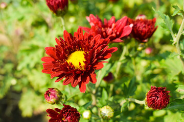 Chrysanthemum Flower sevanti Flowers, Hardy chrysanthemums Plant, Red daisies growing on a flower bed in a home garden. Blooming plants in the garden on a dark background. Tiny garden in the city.