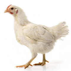 chicken on white background